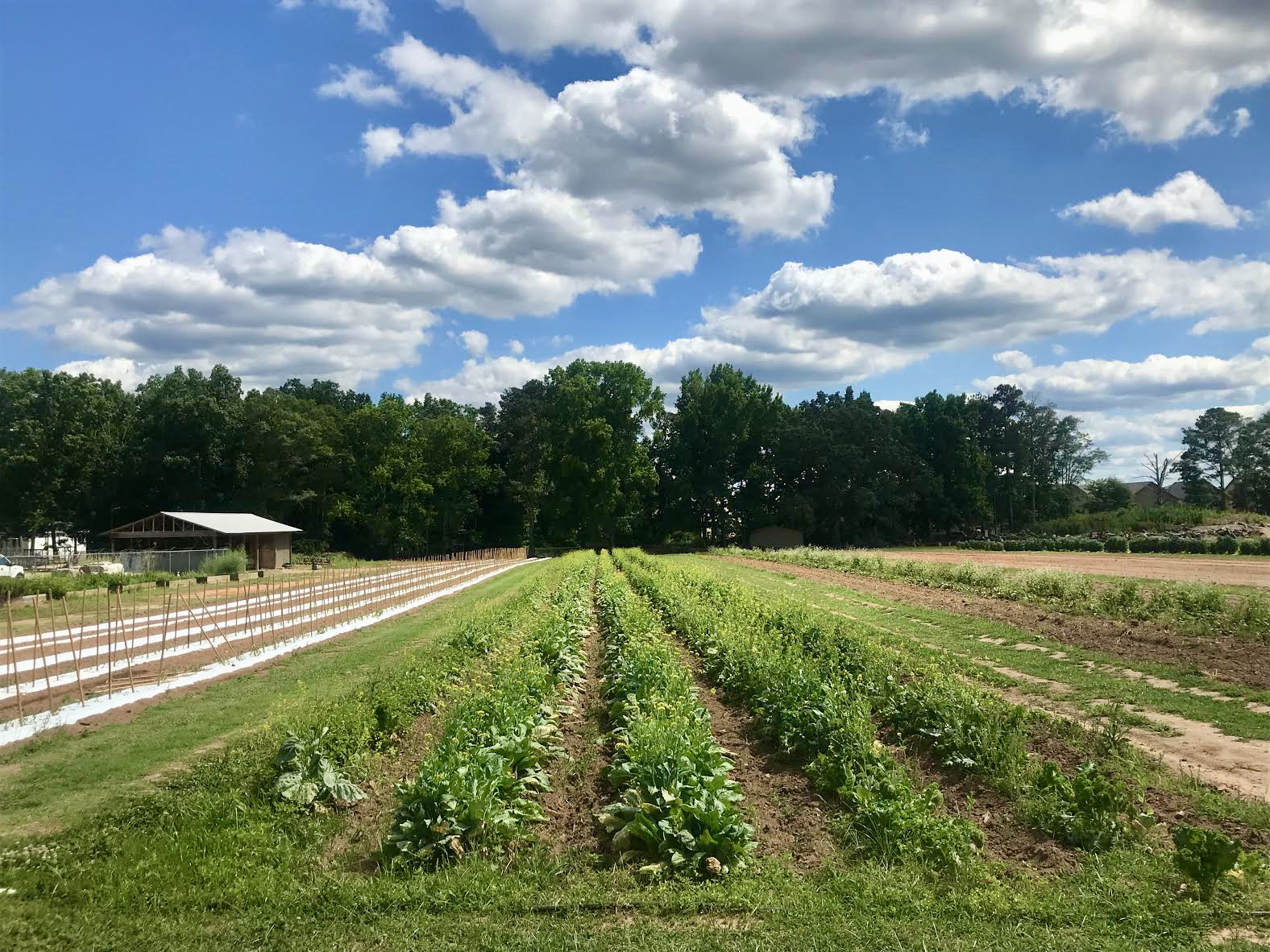 The garden that changes lives A conversation with Lovejoy Mayor