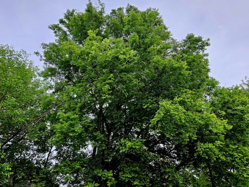 A photo of a large tree.